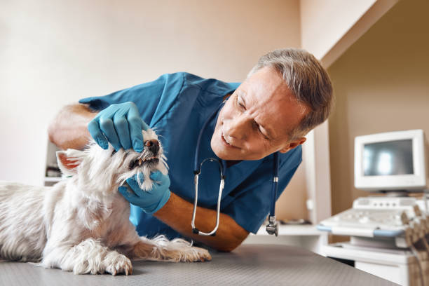Best Emergency Tooth Extraction in Leith Hatfield, PA
